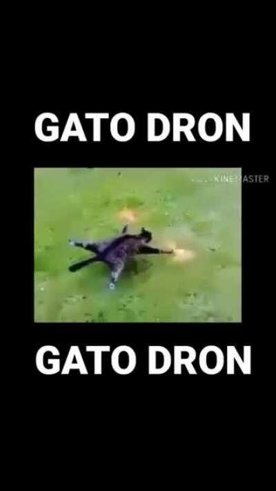 Gato dron