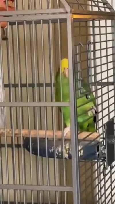 Check out this parrot singing Stairway To Heaven