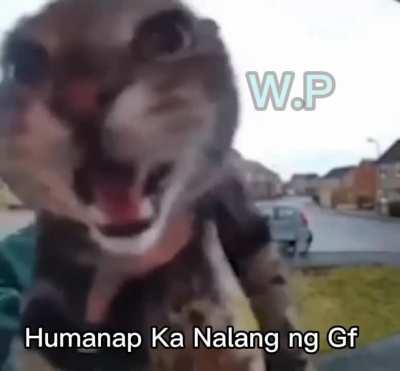 A Wise Cat Once Said...