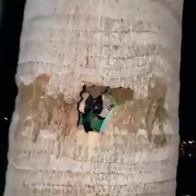 🔥 A group of parrots nesting inside a palm tree 🔥