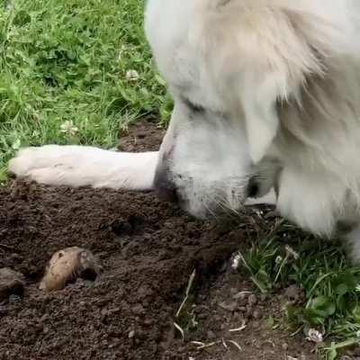 Doggo met gopher in Golden Gate Park, San Francisco