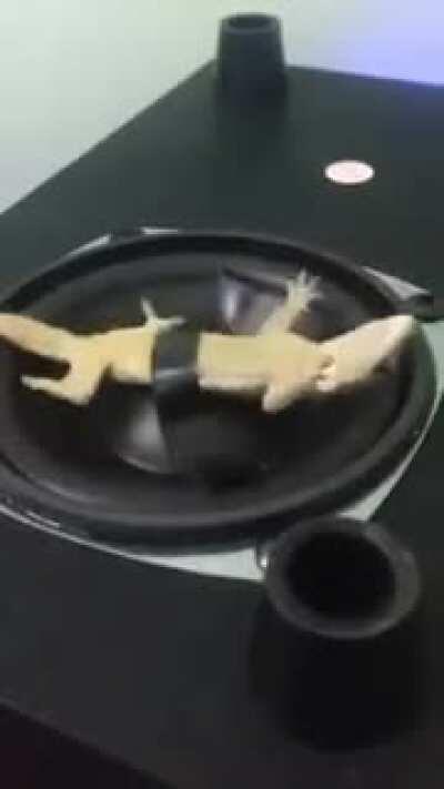 Poor lizard