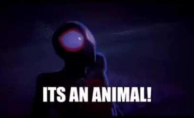 There's no laws against the Pokemon Spiderman 