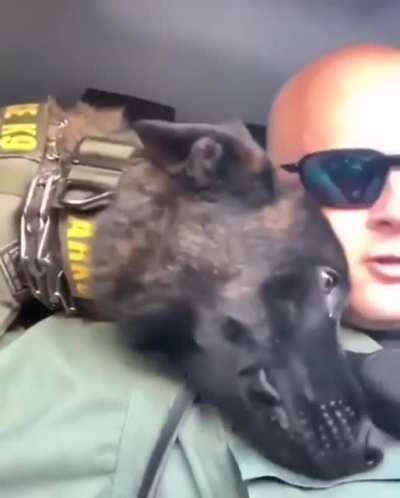 dogs on duty need to be pet to!