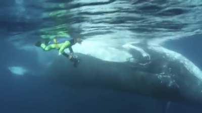 WCGW swimming close to a whale