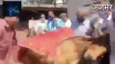 When showing reverence to a cow