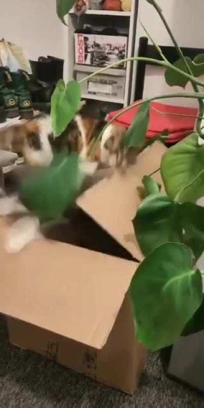 Hitcat traps his victim