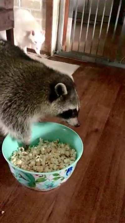 I gave them popcorn for my birthday.