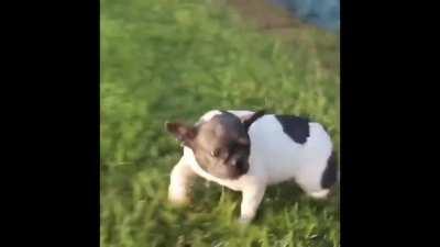 Always watch your dog near water