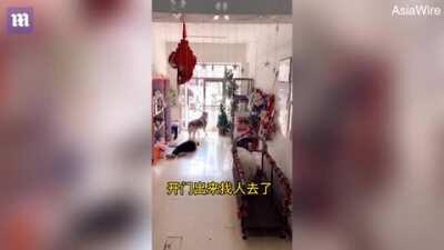 Husky sees woman faint, so stops its treadmill exercise session, lets itself out of shop and fetches help