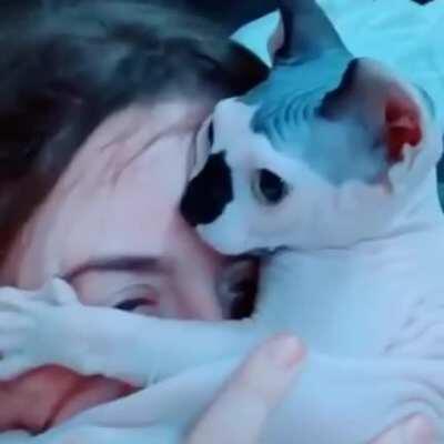 Hairless cats are truly a phenomenon to behold