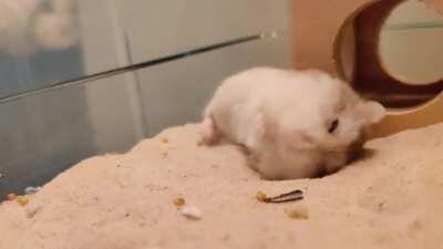 I call them the wiggles and they're my favourite 💕