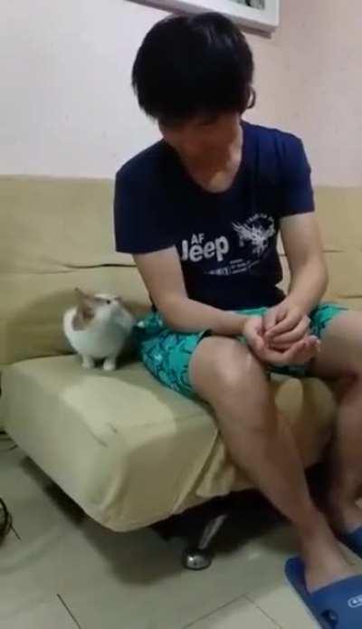 Magic trick with a cat