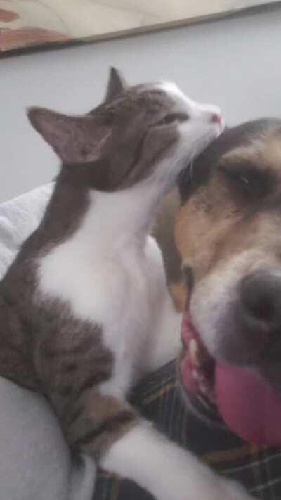 She goes into derp mode when her ears are licked