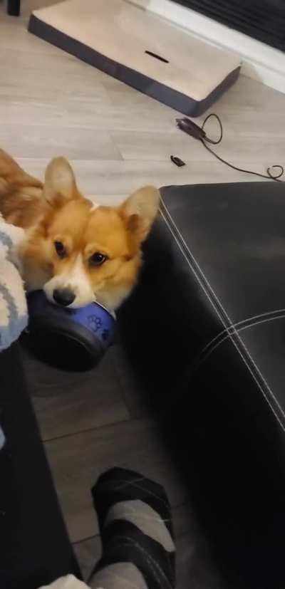 Corgi dropping a subtle hint