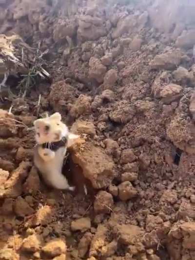 Defensive posturing from a wild hamster. 🐹