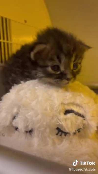 His name is Little Bear (x-post r/TikTokCringe)