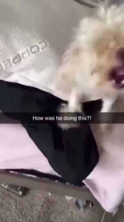 what sort of tomfoolery and shenanigans is going on