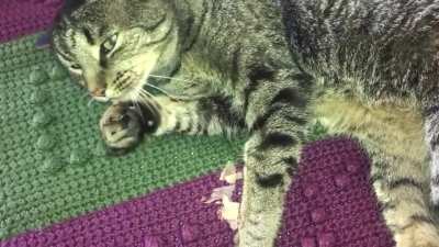 I wanted to wake him up with treats, but he didn’t even notice that I put treats down!