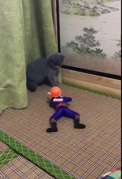 Cat ambushed by soldier