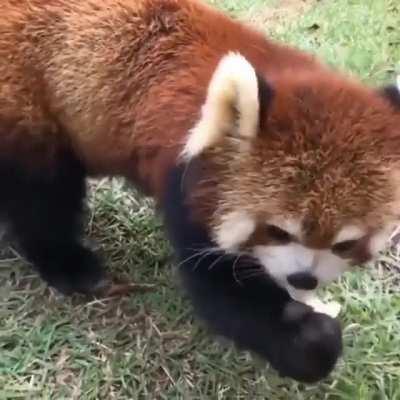 Cute Panda have eyes power to speak Great language