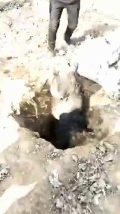 you gotta be crazy (that's the dog)