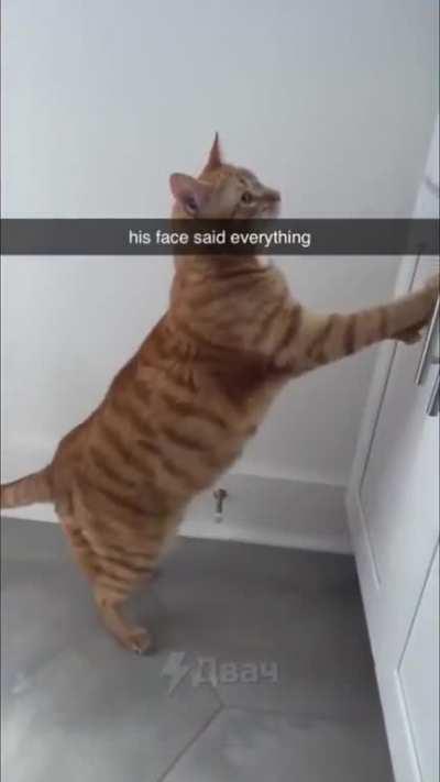 Found this gem in some random discord chat this brain cell is hilarious