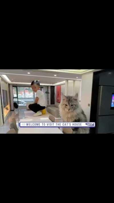 Welcome to visit the cat's house