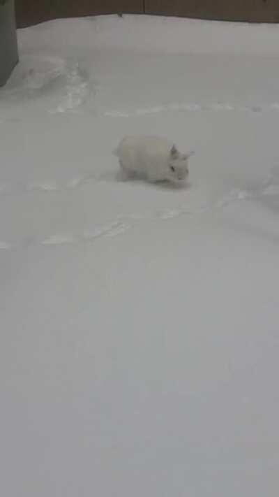 The tiny bun loved the snow (giant bun was not happy because she kept sinking in).