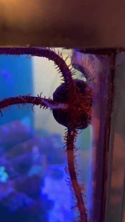 Was told to post this here. My sea brittle starfish eating a shrimp.