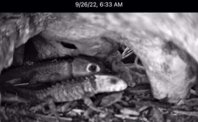 Unlike most reptiles, Crocodile Skinks care from their young long after hatching. This mother is nuzzling her 4 month old baby.