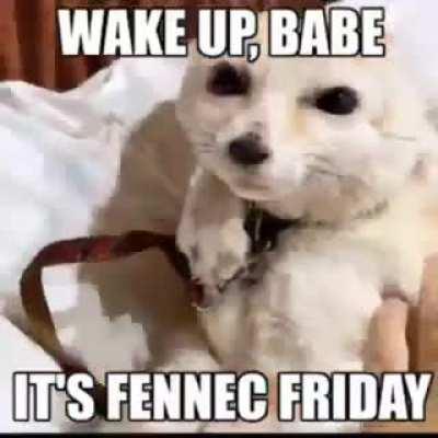Screee team sing! It’s fennec Friday!!!