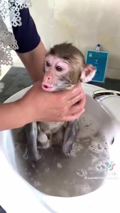 funny monkey gets washed