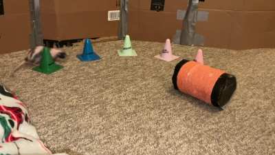 My pet rat Raisin combining weaving with walking backwards on a rolling barrel!