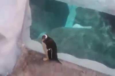 Penguin makes a brave escape attempt