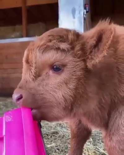 Coorie has to touch and explore everything with her tongue.👅