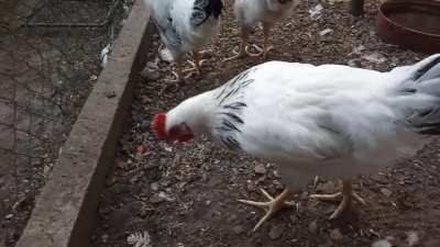 Sweet black'N'white young rooster to pet.