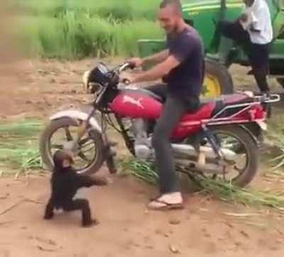 Baby Monkey throwing tantrum when he's told he can't get on the bike