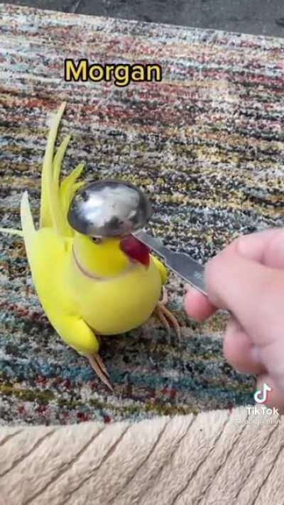 Spreading Birb Love: Day 4