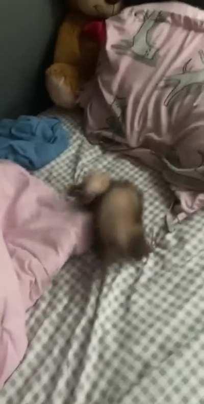 He goes crazy every time I put him on my bed😂