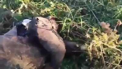 The Russian 3rd army corps recently to fight in Ukraine was decimated by Ukrainian forces