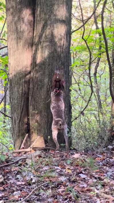Squirrel hunting to burn off some energy