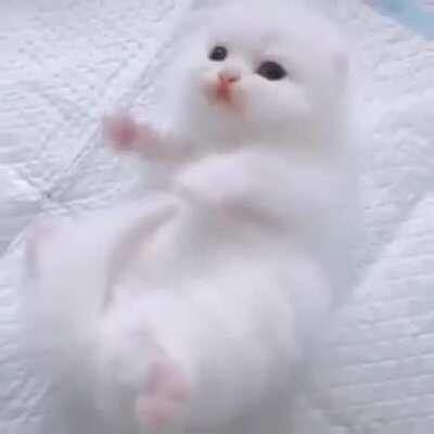 Bright white smol kitty