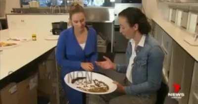 Australians will be eating insects soon, there’s even a university study so it’s all legit!!! 🤡🤡🤡