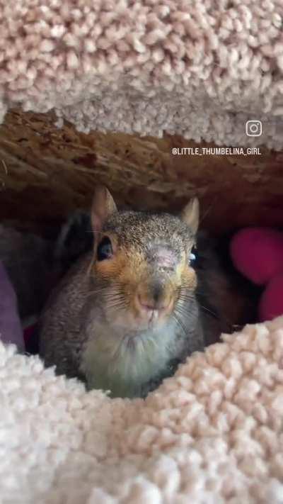 Can't believe they domesticated this brain dead lard