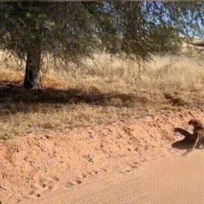 The Master of camouflage & Doctorate of stalking goes to...