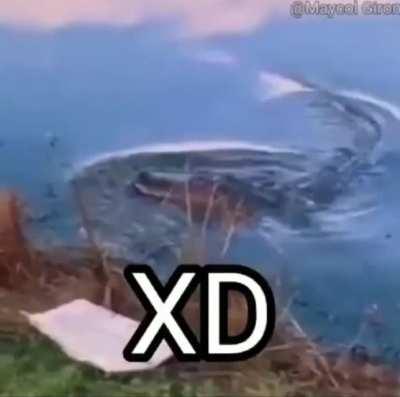 🐊 XD