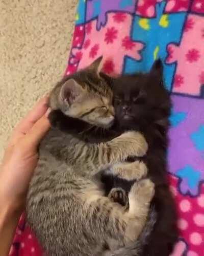 Smol cuddles