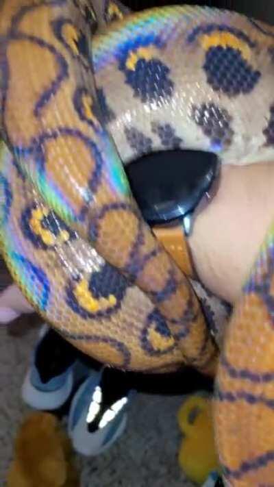 Snake that shed some days ago.