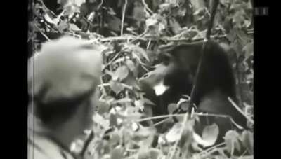 Shout out to a gorilla hero, Adrien Deschryver. A video of wild Grauer's gorilla habituation.